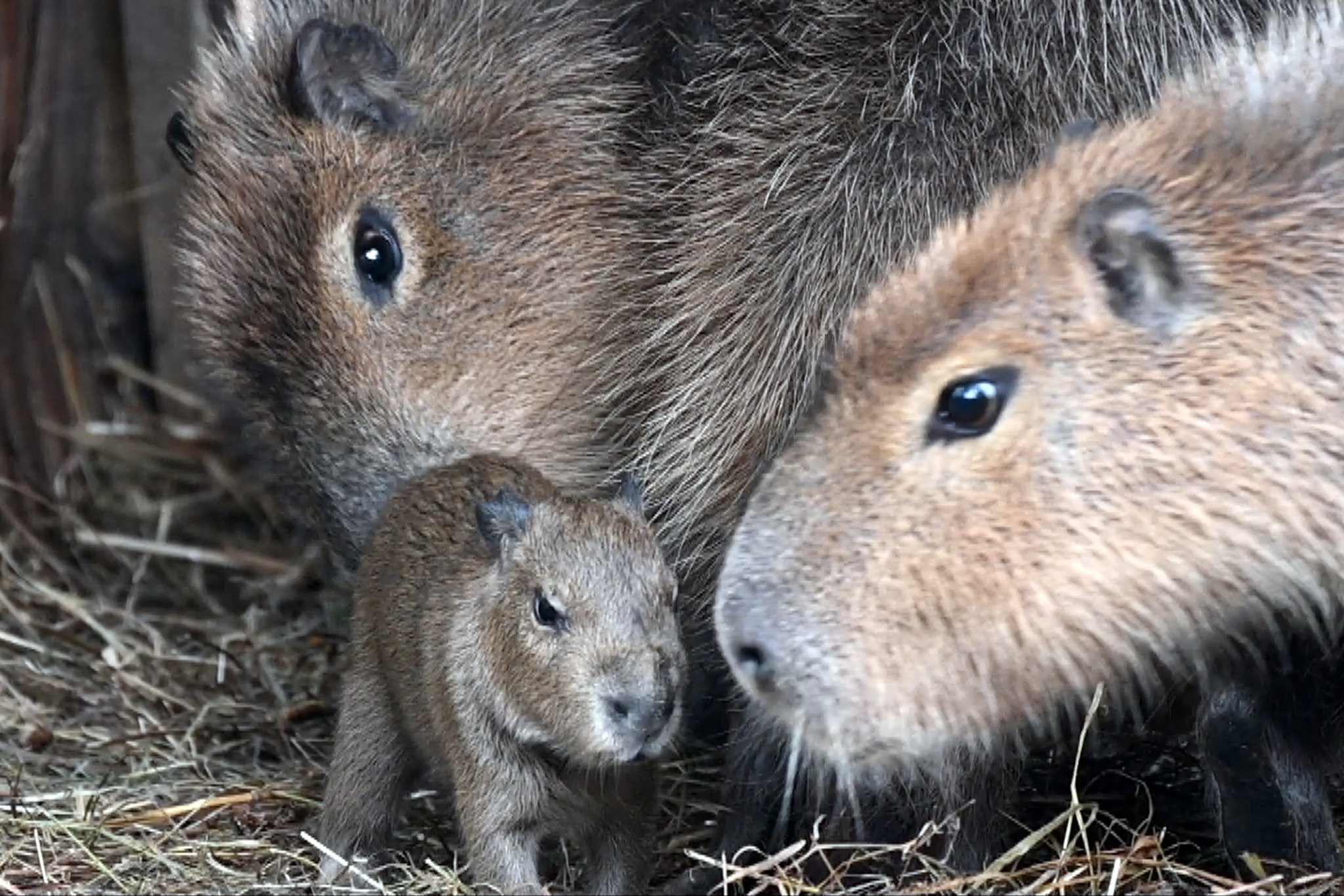 Facebook.com / Rīgas Zoodārzs/Riga Zoo 